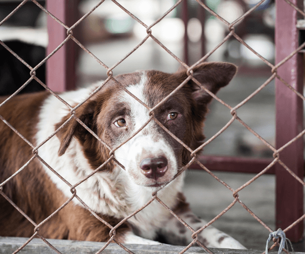 dog at the pound looking through chain link fence to represent charitable donations for a cause animal shelters